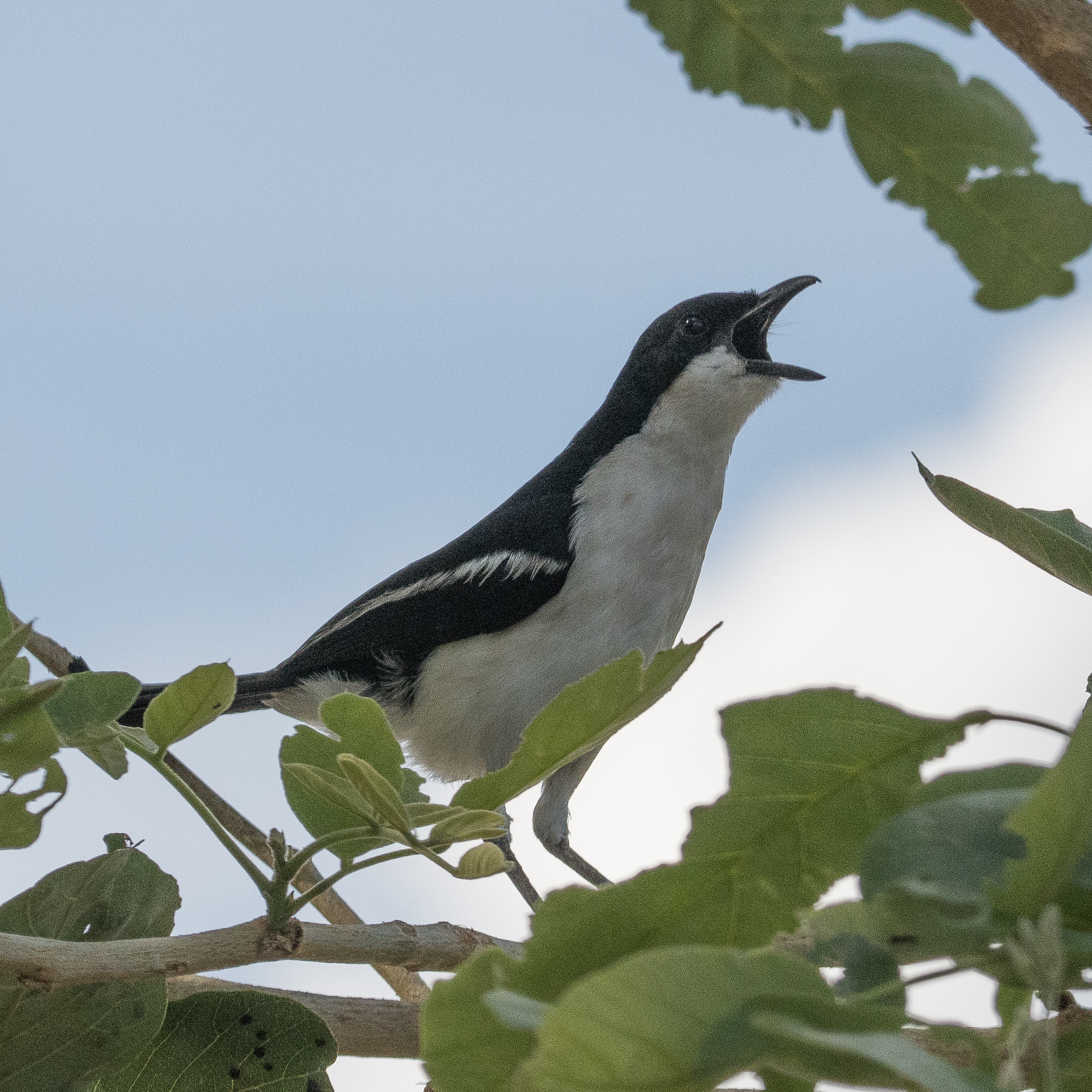 Gonolek à ventre blanc (Swamp boubou, Laniarius bicolor), adulte s'égosillant, Kwando lagoon camp, Delta de l'Okavango, Botswana.